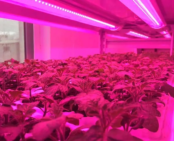 LED Grow Light Tube