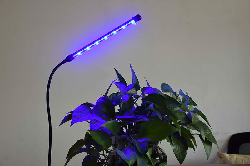 Blue-1.jpg
